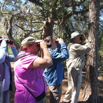 F8b- Great Florida Birding and Wildlife Trail